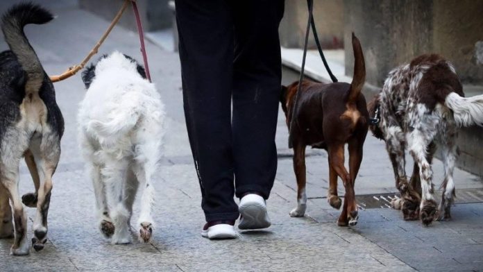 sudafrica-prohibe-a-sus-ciudadanos-sacar-a-pasear-a-los-perros-en-cuarentena_crop1603887589776.jpg_1756841869