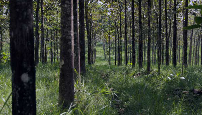 bosques