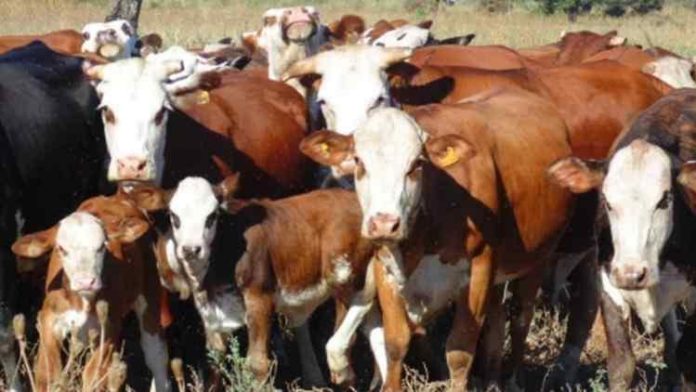 terneros-y-vacas_1568742346_1616765761