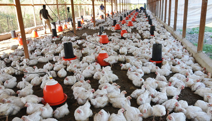 granja-avicola-pollos