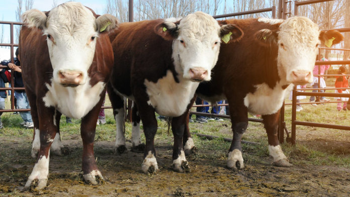 vacas-web-00