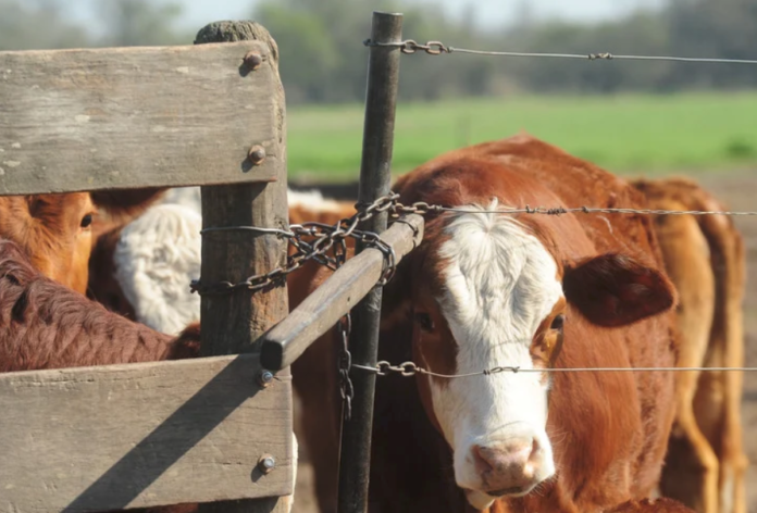VACAS DELITOS RURALES