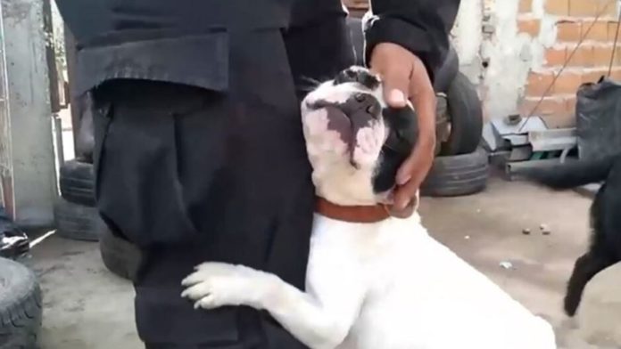 rescate-perros-rosario