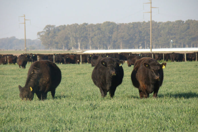 vacas2