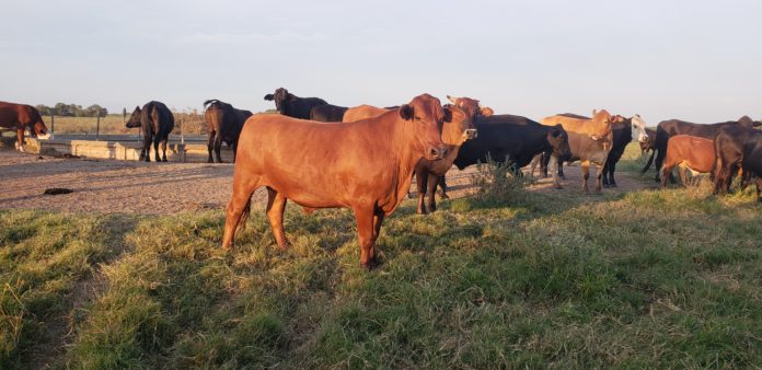 AGRICULTURA CAMPO