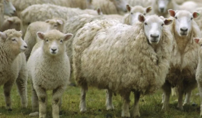 OVINOS