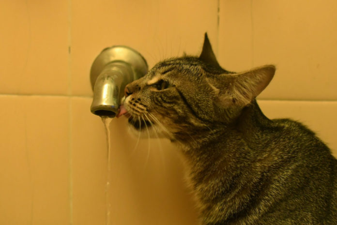 Gato-calor-1024x684