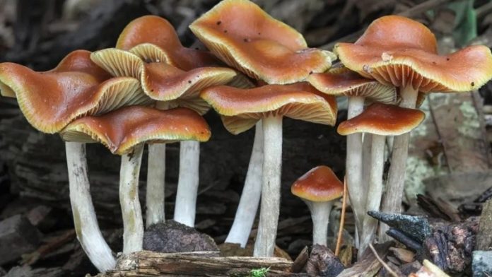 HONGOS ALUCINOGENOS