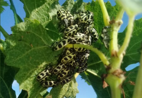 escarabajo