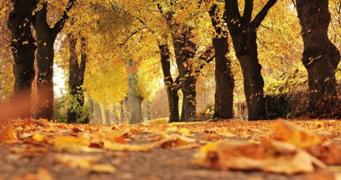 OTOÑO