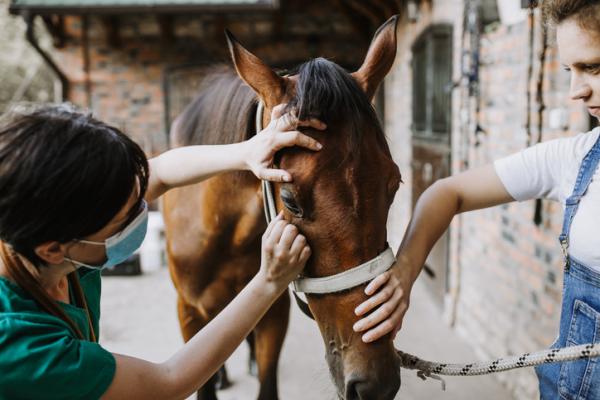 CABALLO