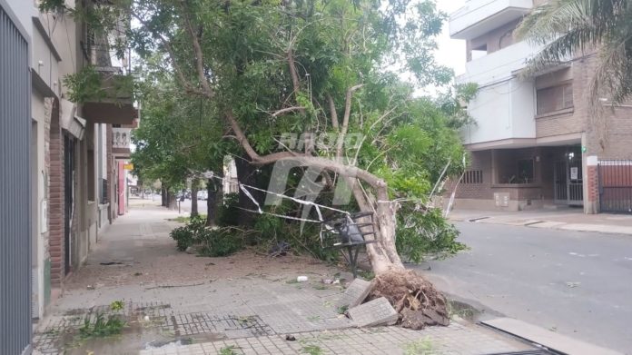 arbol
