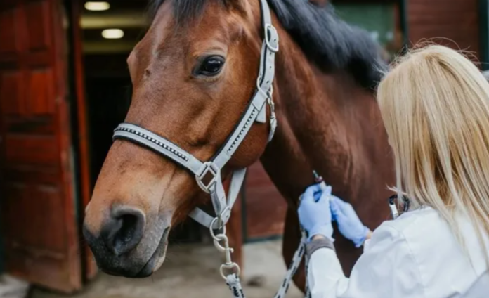 CABALLO