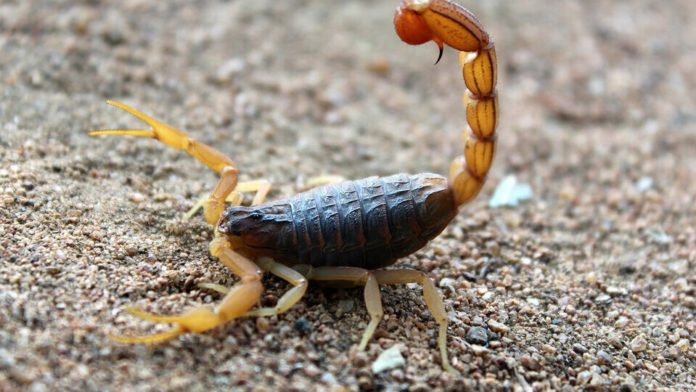 ALACRANES