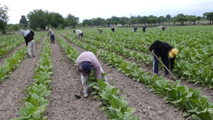 TRABAJADORES RURALES