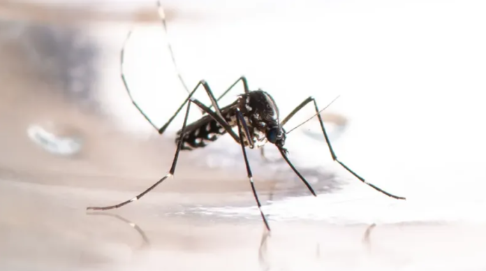 DENGUE