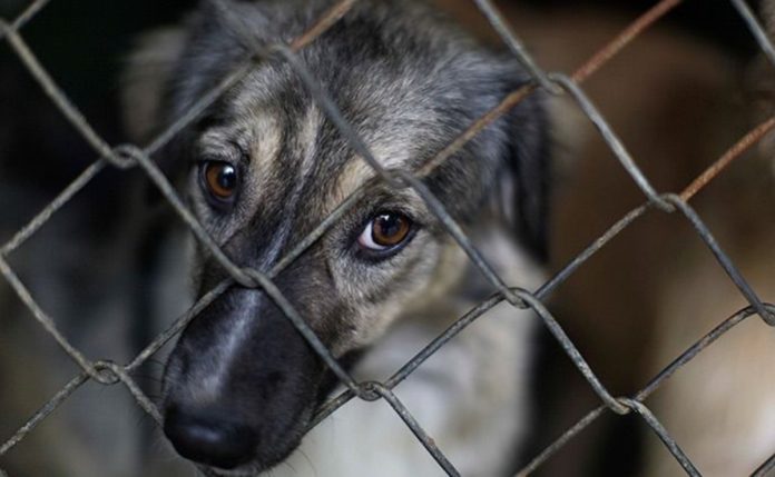 maltrato-animal-portadaa-jpg.