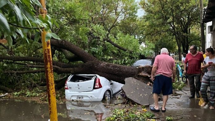 auto_arbol_calle_rota.jpg_1756841869