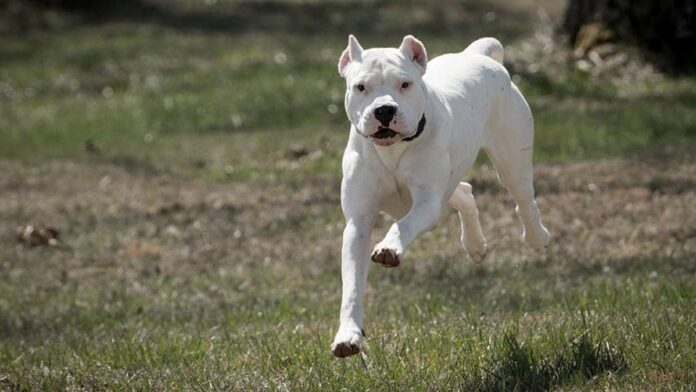perro bravo