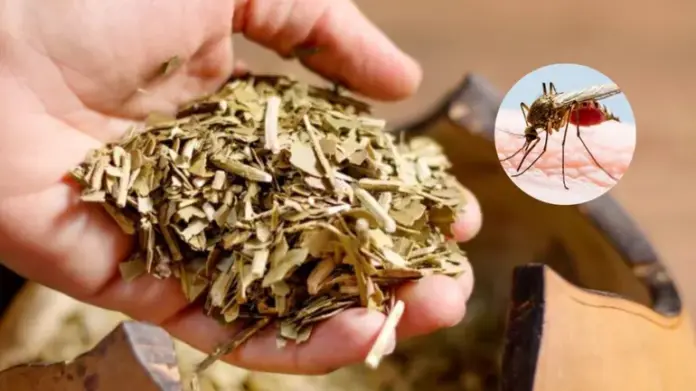 yerba