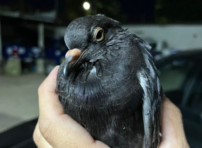 PALOMA CORONDA