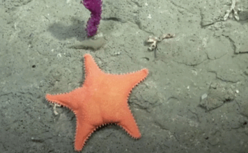 “Todavía no salimos del asombro”: el streaming de científicos del CONICET ganó el Martín Fierro de Oro