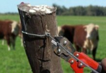 Un productor de Santo Domingo denuncia el robo de más de 100 animales de su campo