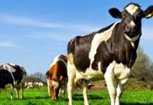 Cierre Ganadero 2025: una noche para pensar el próximo ciclo productivo en Gobernador Crespo