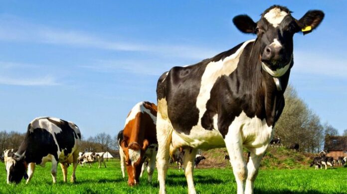GENETICA GANADERA VACAS