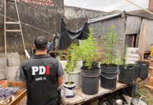 Detienen a un menor de 16 años por robos y descubren 32 plantas de marihuana en Villa Elsa