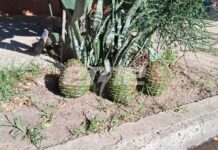 Vecinos de barrio Roma alertan por la caída de piñas gigantes desde pinos de más de 12 metros