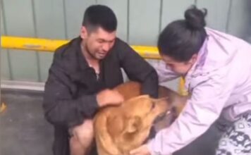 Apareció “Tucky”: el perro perdido en Barranquitas Oeste fue hallado y ya está con su familia