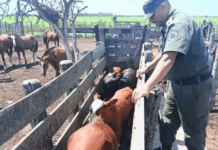 Recuperaron 33 vacunos robados en un campo del departamento 9 de Julio