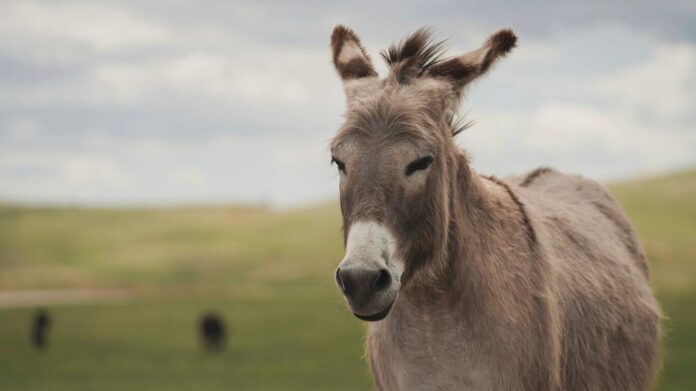 22Burros-Patagones22-revoluciona-el-campo-chubutense