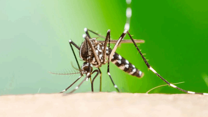 chikungunya