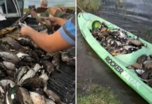 Denuncian una masacre de fauna autóctona en el norte santafesino