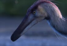 Histórico: hallaron una nueva especie de dinosaurio raptor en Santa Cruz