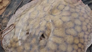 Una raya gigante recorrió 170 kilómetros en el Paraná y sorprendió a investigadores del CONICET