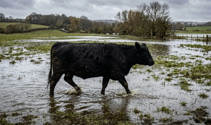 EL NIÑO