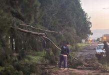 Un fuerte temporal golpeó a Gobernador Crespo: hubo caída de árboles, daños en el alumbrado y cortes de energía