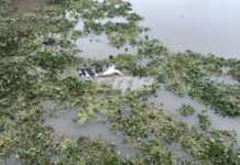 Hallaron una vaca muerta en el Dique 1 del Puerto de Santa Fe y montaron un operativo para retirarla