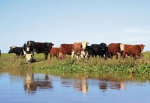 El municipio de Villa Ocampo coordina con productores un plan para evacuar animales