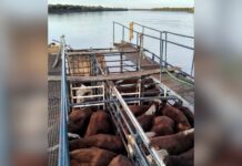Crecida del Paraná: ya se evacuó más del 70 % de la hacienda en las islas santafesinas