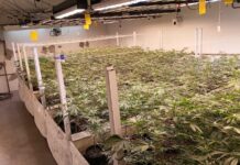 Cannabis medicinal: desde MACAME cuestionan el caso de Malabrigo y piden diferenciar el cultivo terapéutico del comercio ilegal