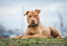Tragedia en Buenos Aires: un niño de 4 años murió tras el ataque de un pitbull