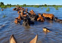 Villa Ocampo: ya salió el 90% de la hacienda de las islas y esperan el pico de la creciente del Paraná